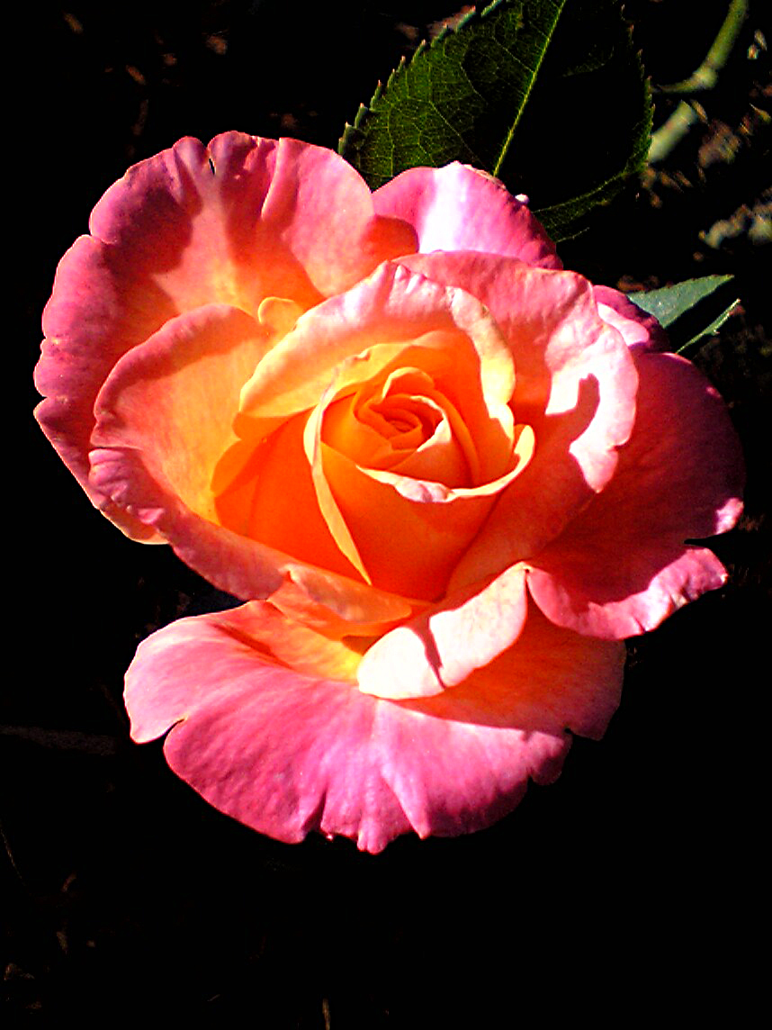 Discover the Enchanting World of Rose Varieties and Fragrances